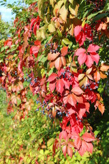 red and green leaves