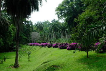 Sri Lanka - Kandy Royal Botanic Gardens