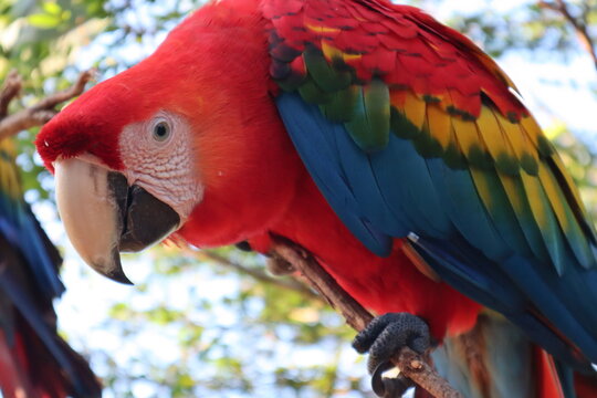 Colorful red macaws sitting on a branch in the jungle, wild aras watching you with his curious eyes, animal wild life picture in america 
