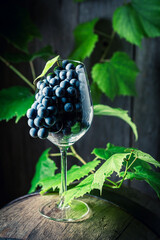 Dark grape in broken glass of wine. Wine industry.