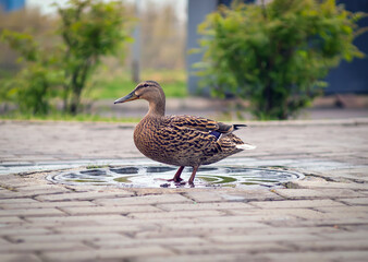 Female mallard is standing in a puddle on a pavement. Close-up. Bird portrait. The mallards and the city