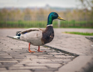 Male mallard is standing on the sidewalk. Close-up. Bird portrait. Mallard and the city.