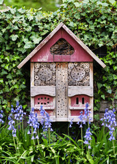 Beautiful old insect or bug hotel hung on an ivy covered wall and blue bluebells flowers in spring...