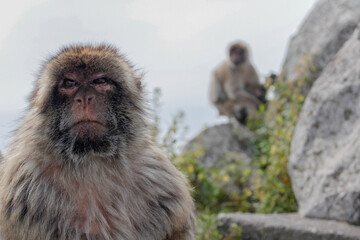 Mono mirando