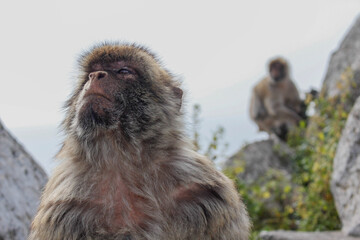 Mono mirando 