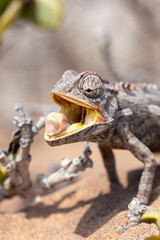 An attentive, hungry chameleon in the Namib Desert near Swakopmund, Namibia, Africa.