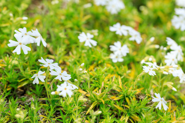 白いシバザクラの花