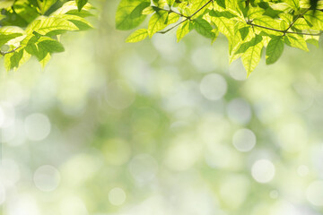 Green leaf for nature on blurred background