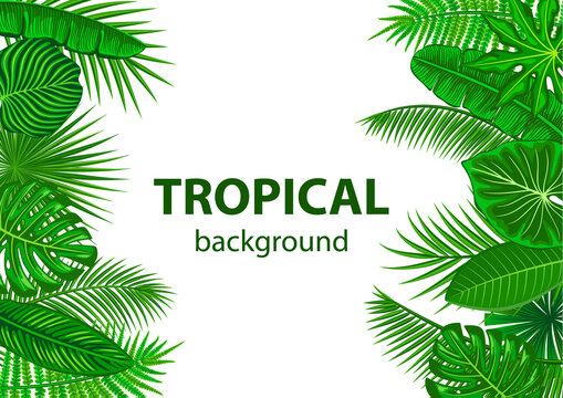 Tropical leaves jungle background