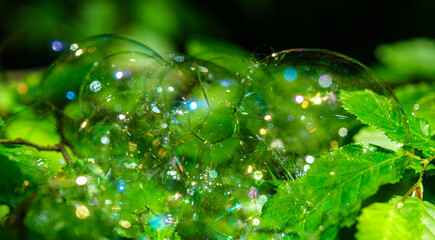 Fototapeta na wymiar soap bubbles on the leaves