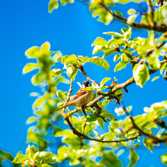 Sparrow perched on branch