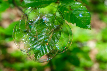 soap bubbles on the leaves