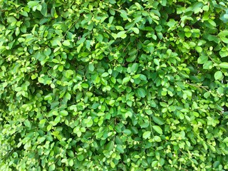 background of leaves