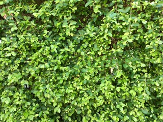 green ivy wall