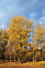 Fototapeta premium autumn in the forest