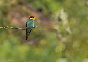 Colorful Bee-eater(merops apiaster) sitting on branch with blurred natural background.
