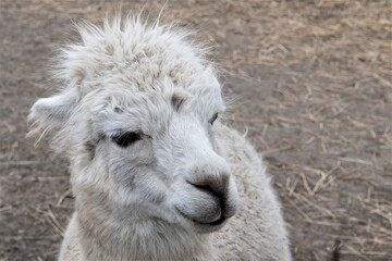 Liebling der Kinder in einem Streichelzoo  - Porträt eines jungen, niedlichen Lamas