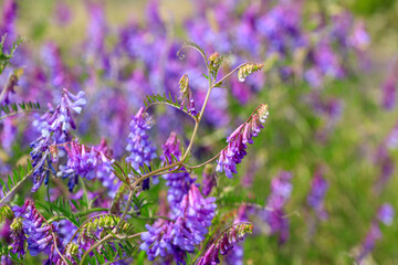 ナヨクサフジの草むら