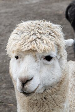 Nachwuchs - Ein junges,  niedliches  Lamafohlen. Die neugeborenen Lamas werden auch Cria genannt- In S&uuml;damerika werden etwa 3 Millionen Lamas als Haustiere gehalten-