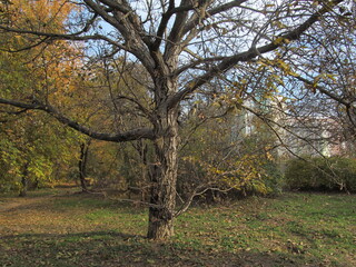 old tree in autumn