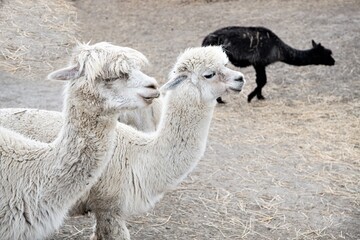 Geschwister - Zwei junge Lamas © Thomas