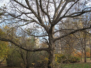Fototapeta na wymiar old tree in autumn