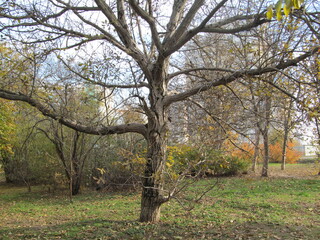 old tree in autumn