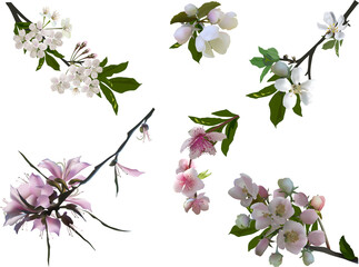 six different tree blossoms isolated on white