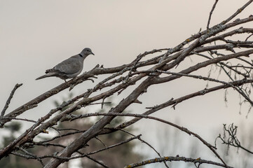 Colomba sui rami spogli
