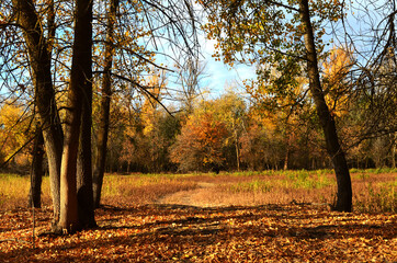 autumn in the forest