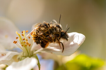 three bees on petal (close up)