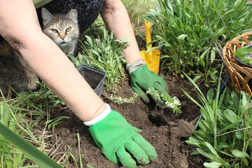 Close-up of an elderly woman's hands planting a spirea bush in the garden next to a sitting cat....