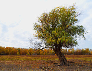 Fototapeta premium tree in autumn