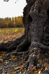 tree in autumn