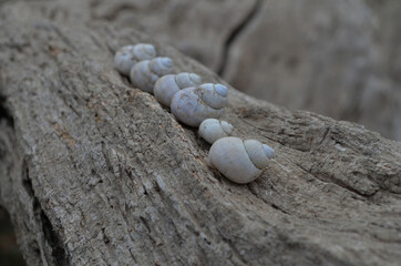 empty seashells on dry branch