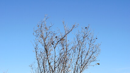 dry tree canopy against sky background