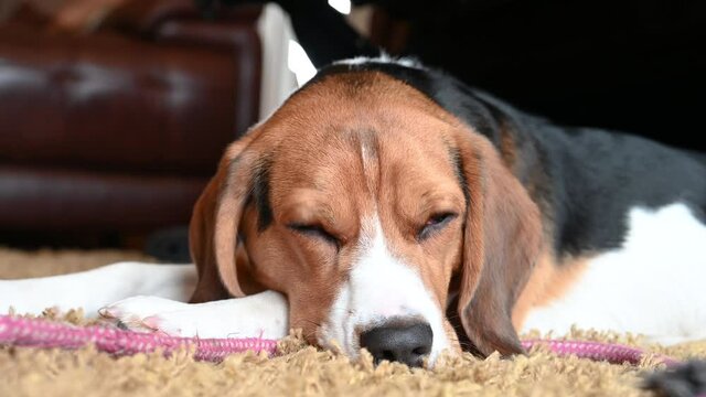 A single tricolour Beagle asleep on a carpet.