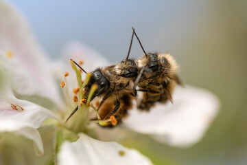 three bees on petal (close up)
