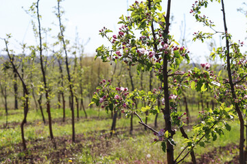 Fototapeta na wymiar Apple orchard in bloom. Malus domestica. Garden with grass - organic gardening.