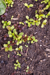 Background of fresh lettuce salad growth on the ground soil in the garden in spring season.