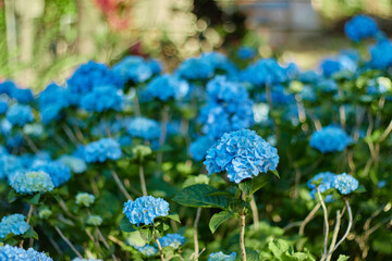 あじさい園に咲くあじさいの花