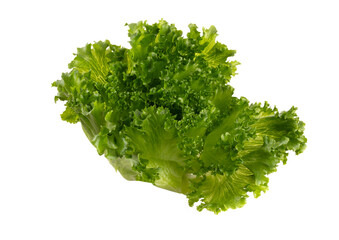 Fototapeta premium Salad leaves Bio lettuce isolated on white background.