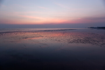Obraz premium Landscape full of seagull birds around the beach in thailand