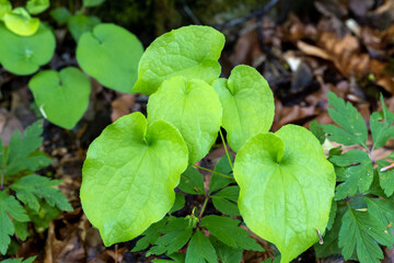 Epimedium alpinum, the alpine barrenwort in the forest