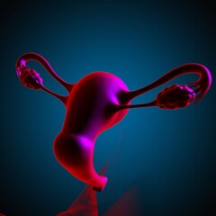 Female Reproductive System Anatomy For Medical Concept 3D