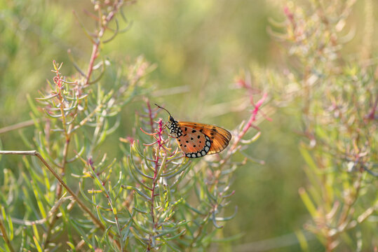 butterfly on grash brush in datlight