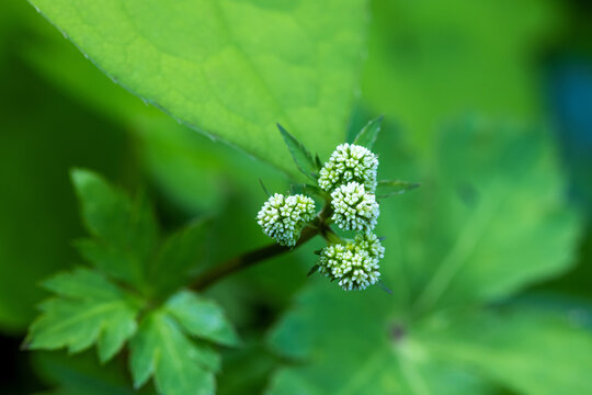 The flower of Sanicula europaea, the sanicle or wood sanicle