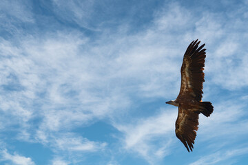 Fototapeta na wymiar Flying, griffon vulture, vulture, Gyps fulvus