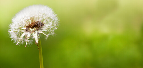 Dandelion in macro scale on a soft background. The concept of spring and summer. High resolution