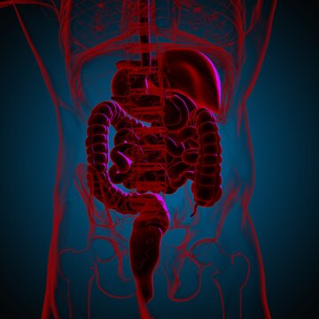 Human Digestive System Anatomy For Medical Concept 3D Rendering